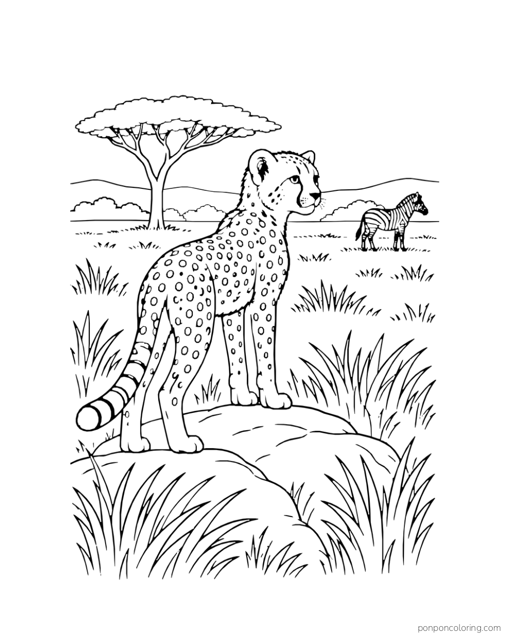 A cheetah cub stands on a low rock while a small zebra is visible across the grass.