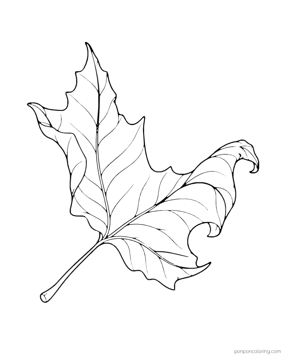A single leaf bends into a broad curl, with its underside visible.