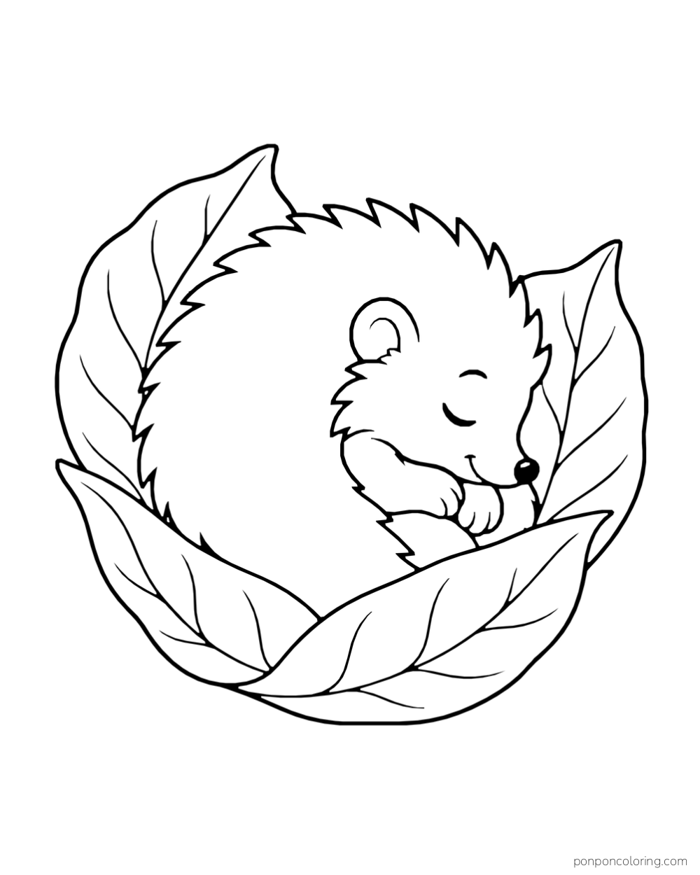 A round sleeping hedgehog rests among three broad leaves.