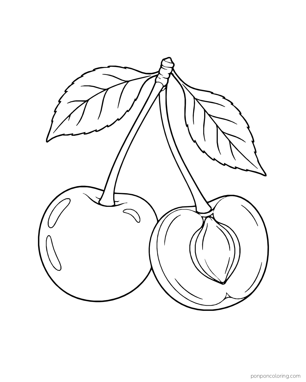A whole cherry sits beside a halved cherry with its pit visible, both below two leaves.