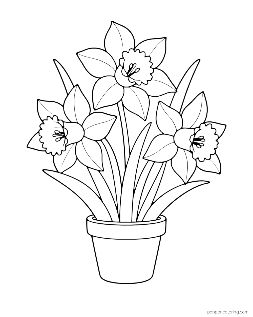 Three daffodils with trumpet centers and long pointed leaves grow in a plain flowerpot.