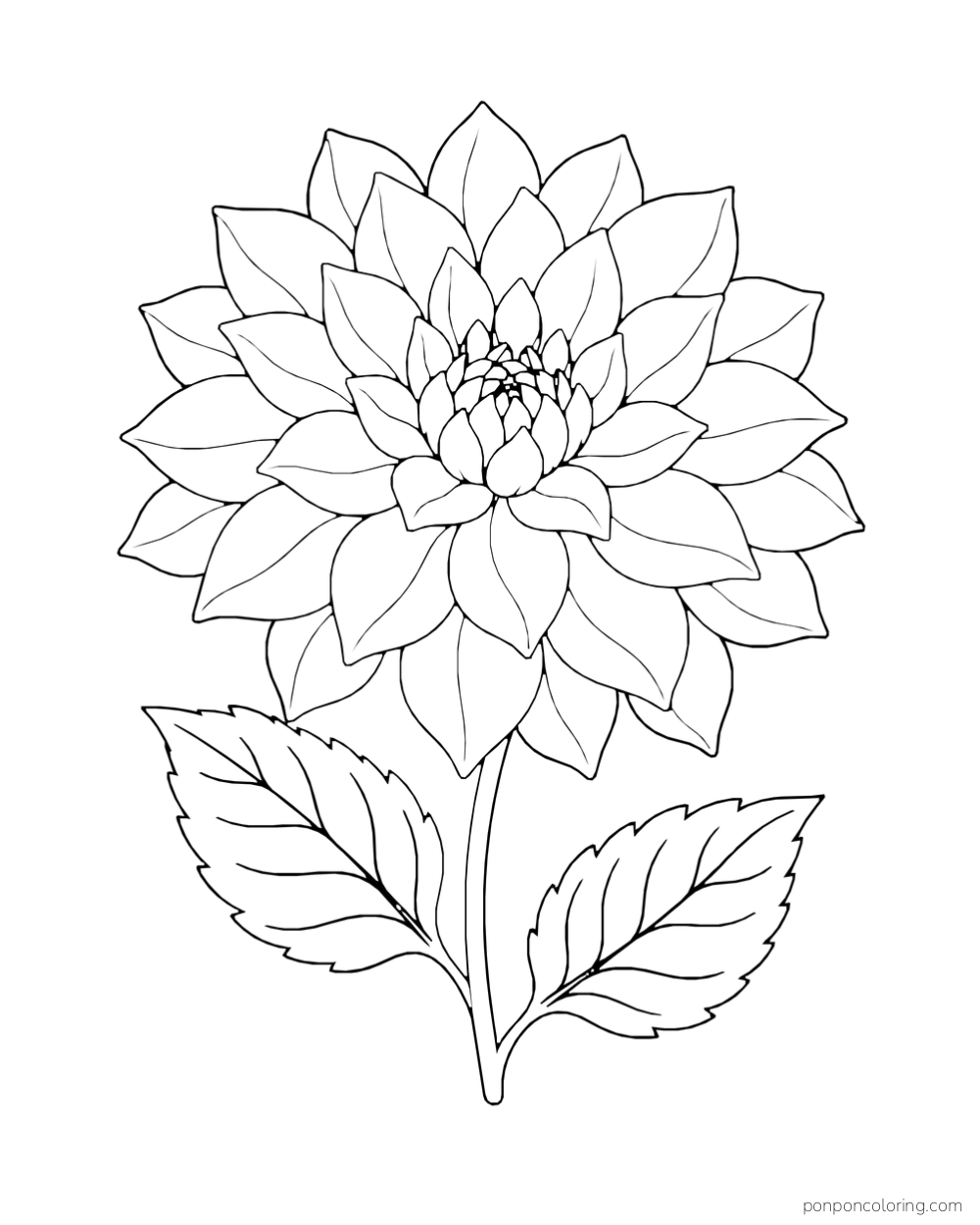 A large dahlia has layers of pointed petals and two serrated leaves on a short stem.