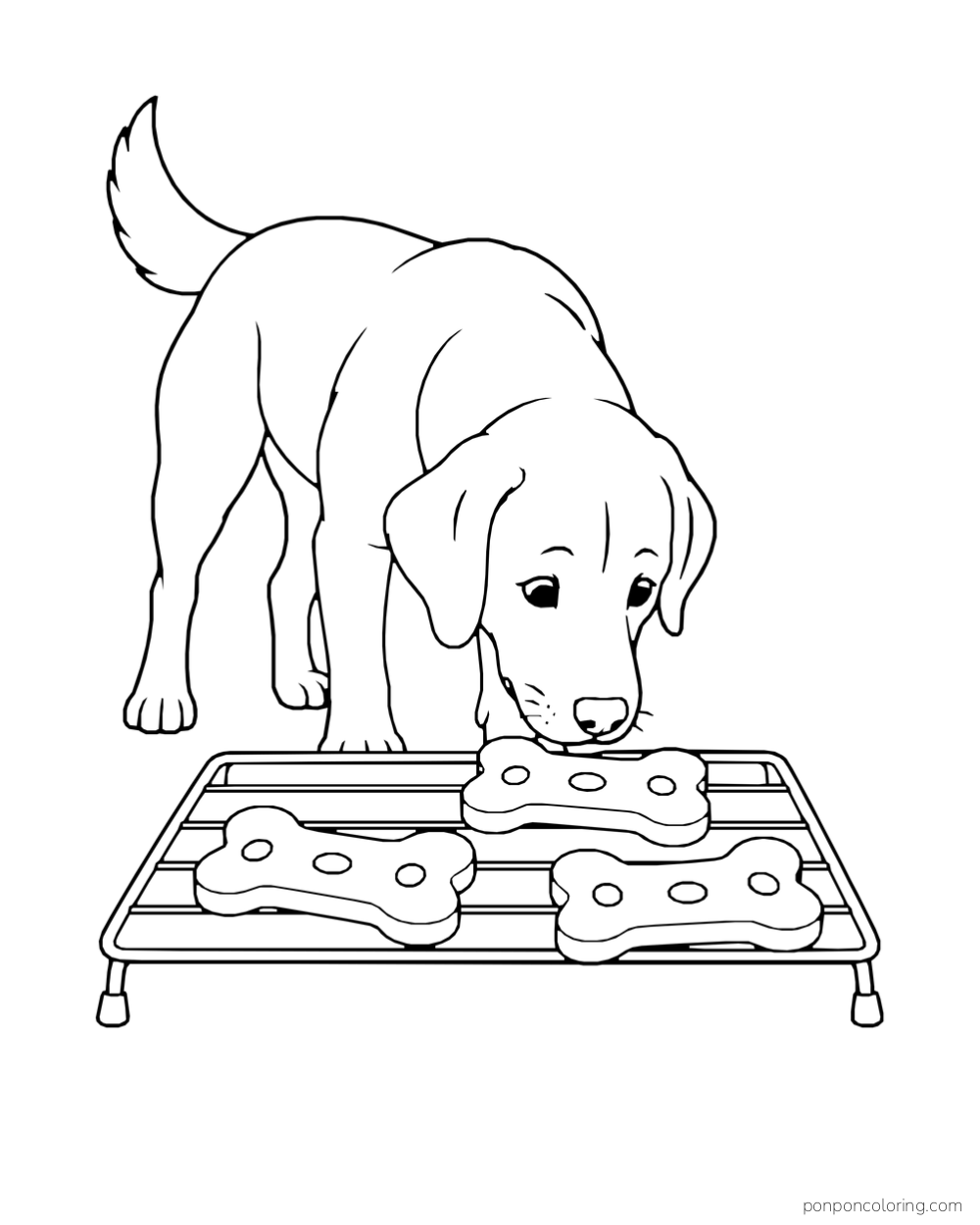 A dog lowers its nose toward three bone-shaped biscuits on a cooling rack.