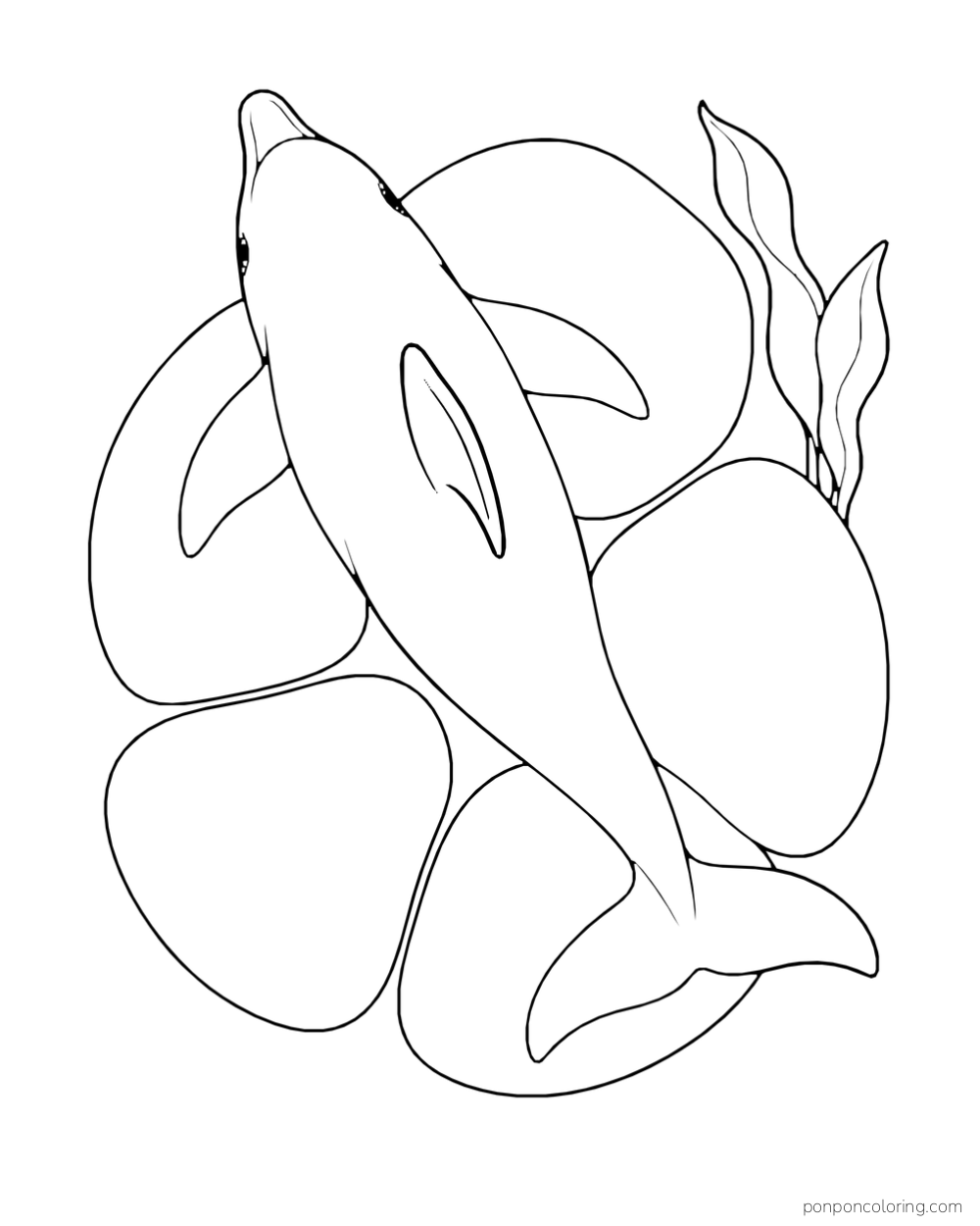 Near-overhead view of a dolphin above five large smooth rounded stones beside one sea leaf.