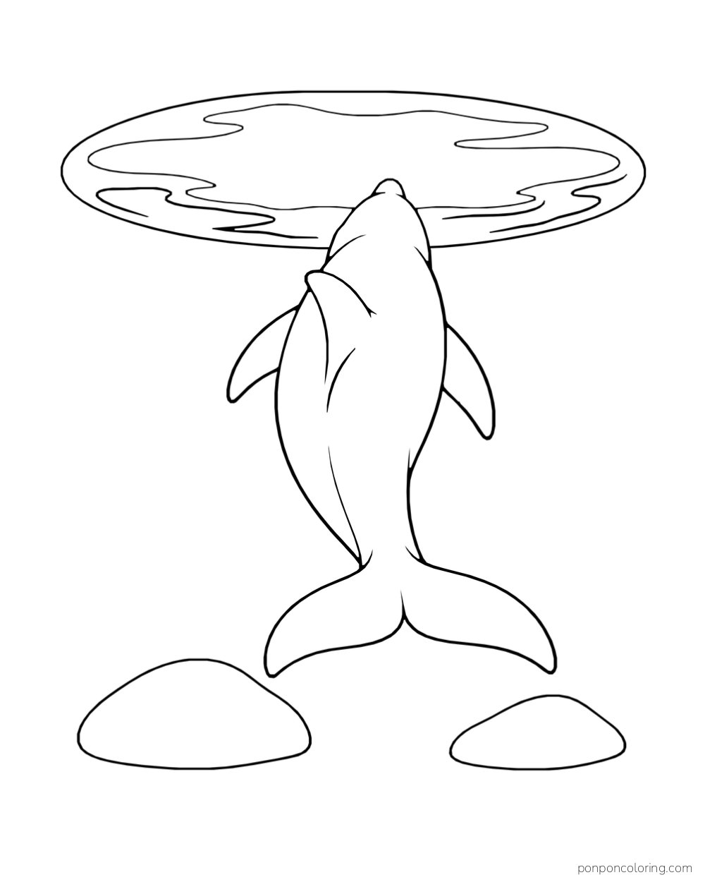 Rear view of a dolphin swimming toward a broad oval surface band, with two smooth rocks below.