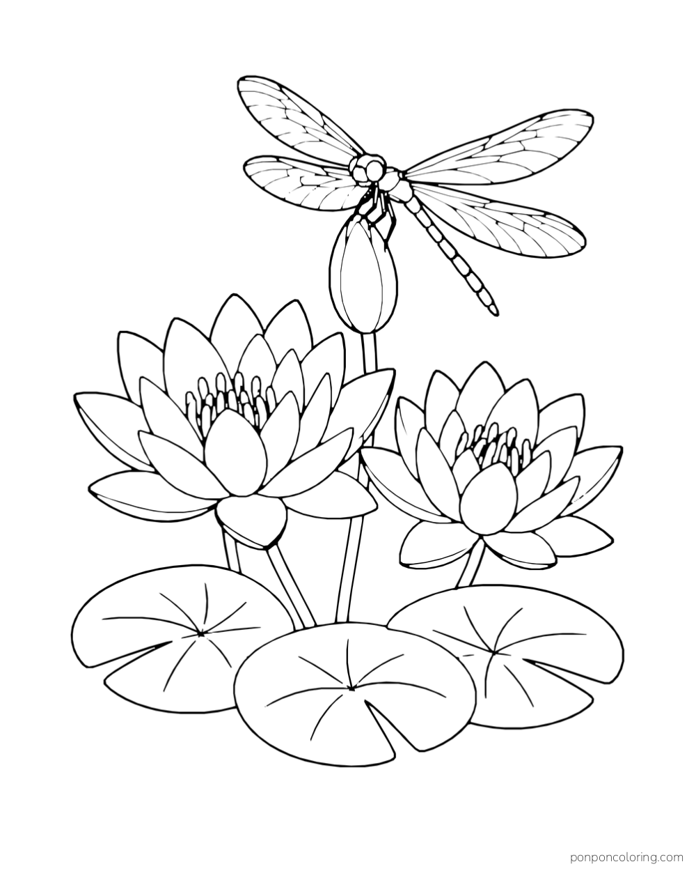 A dragonfly perches above two open water lilies, a bud, and three rounded lily pads.