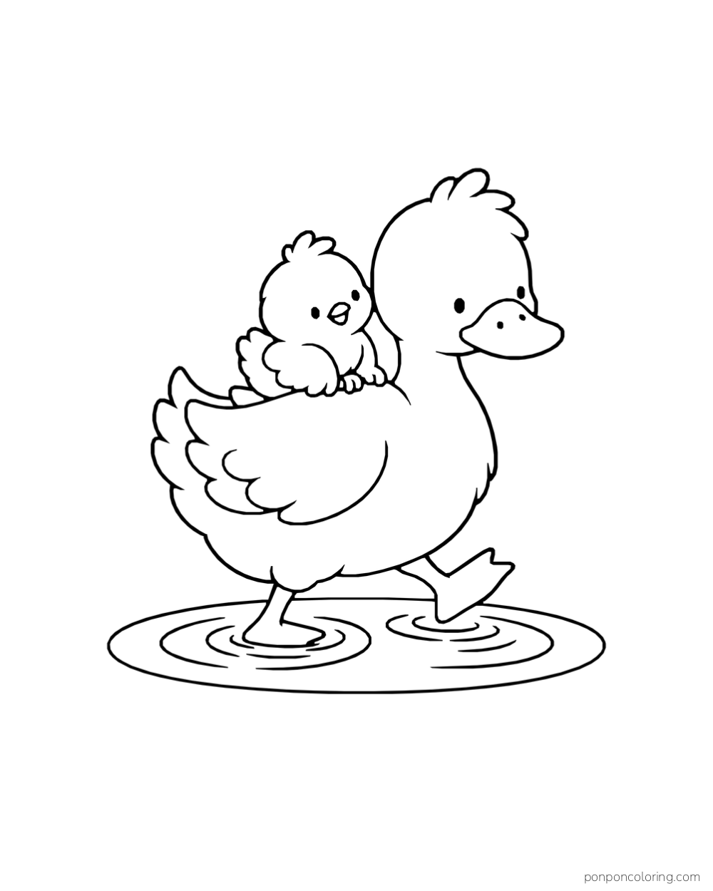 A duck carries a chick on its back while stepping through a puddle.
