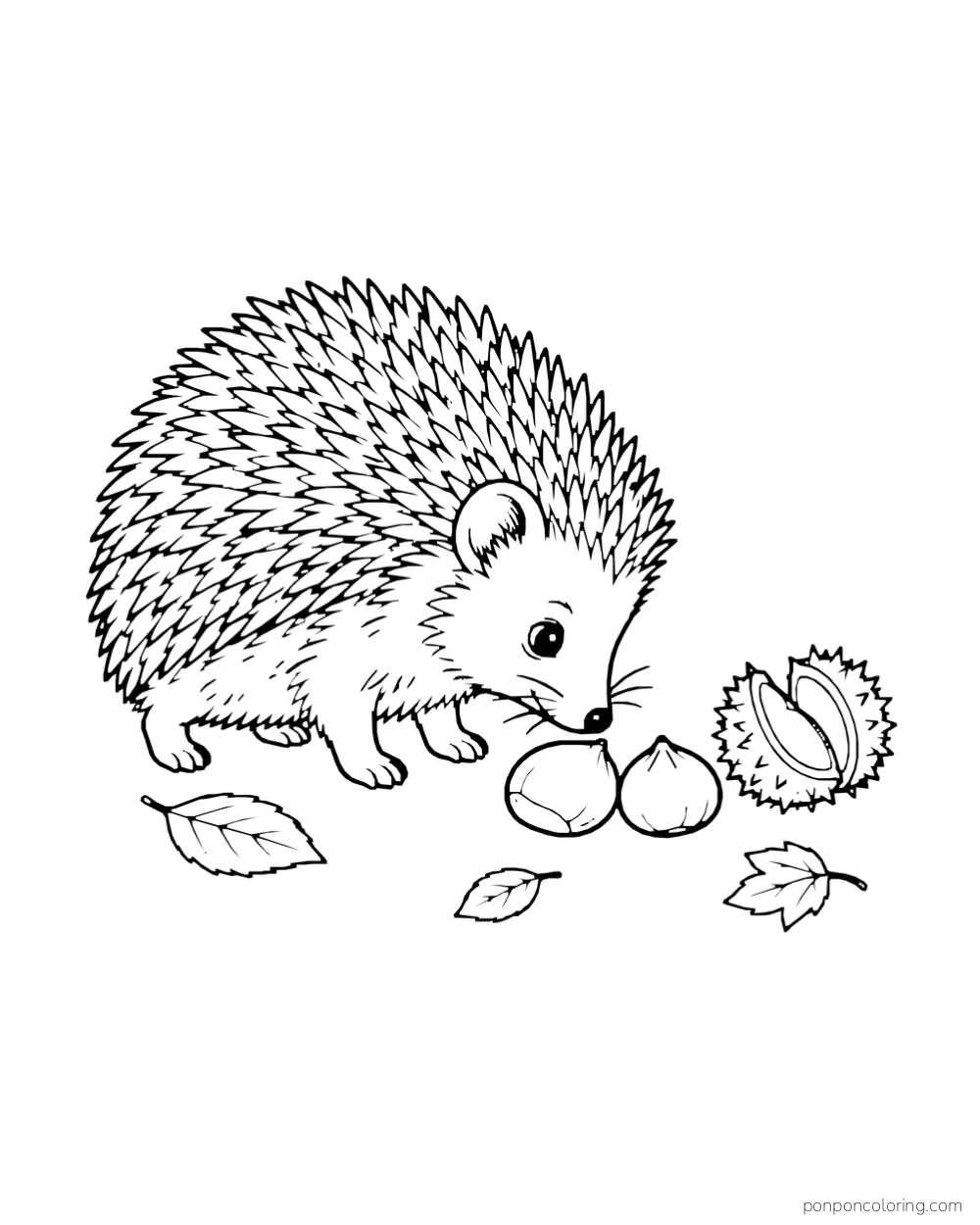 A hedgehog noses two smooth chestnuts beside an opened spiky husk and fallen leaves.