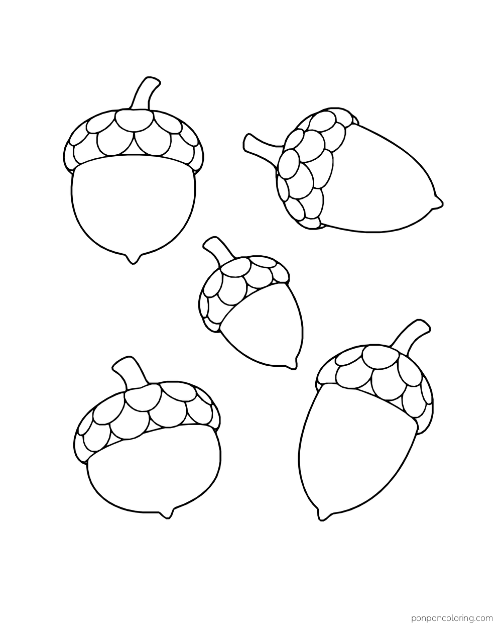 Five acorns with different shapes and angles are spaced across the page.