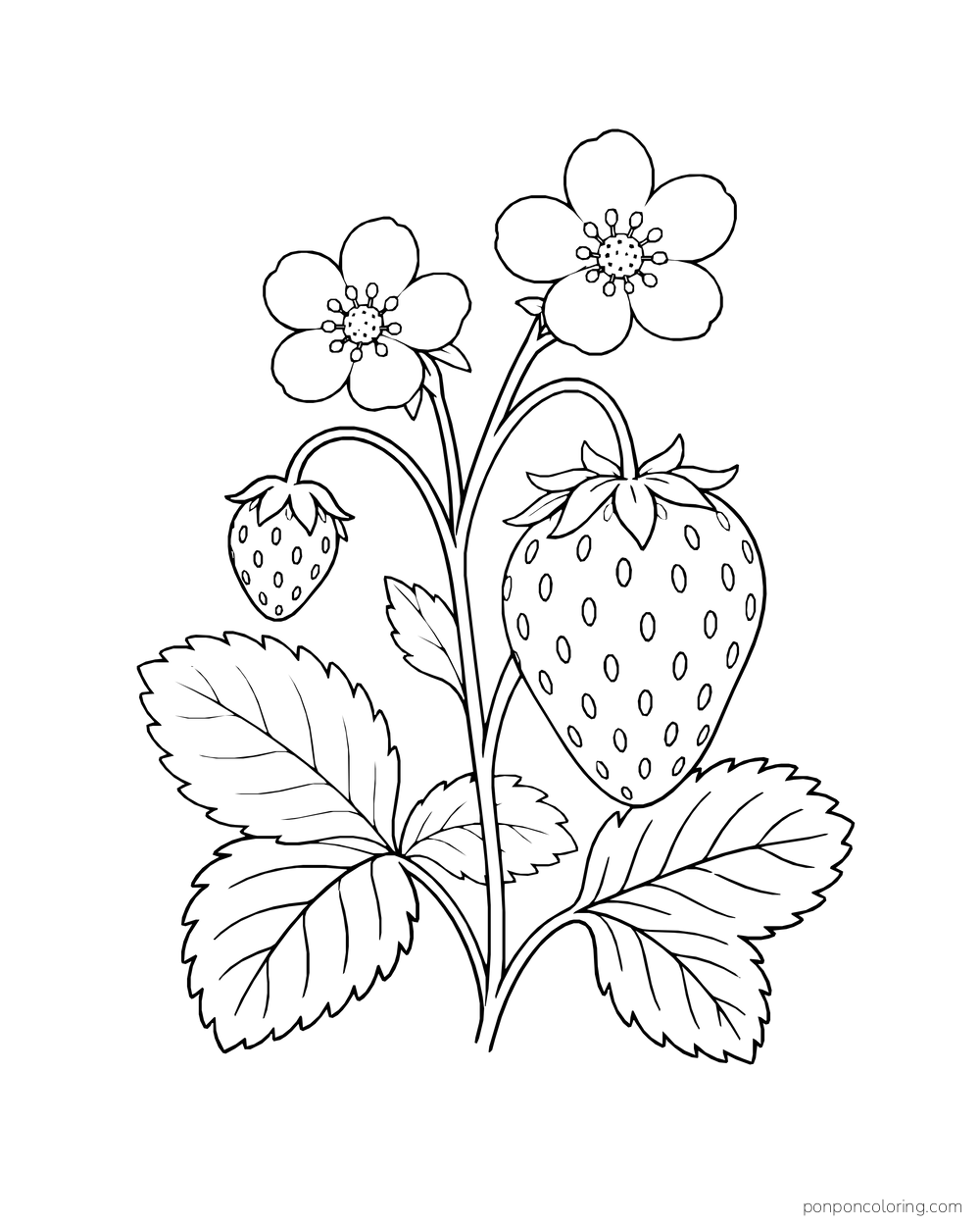 A strawberry plant sprig holds one large berry, a smaller berry, two blossoms and broad toothed leaves.