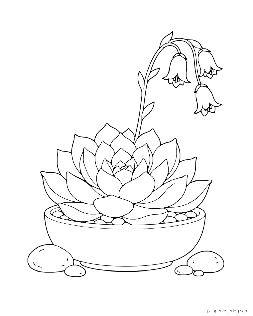 Layered succulent rosette with an arching stalk of bell-shaped blossoms in a shallow bowl.