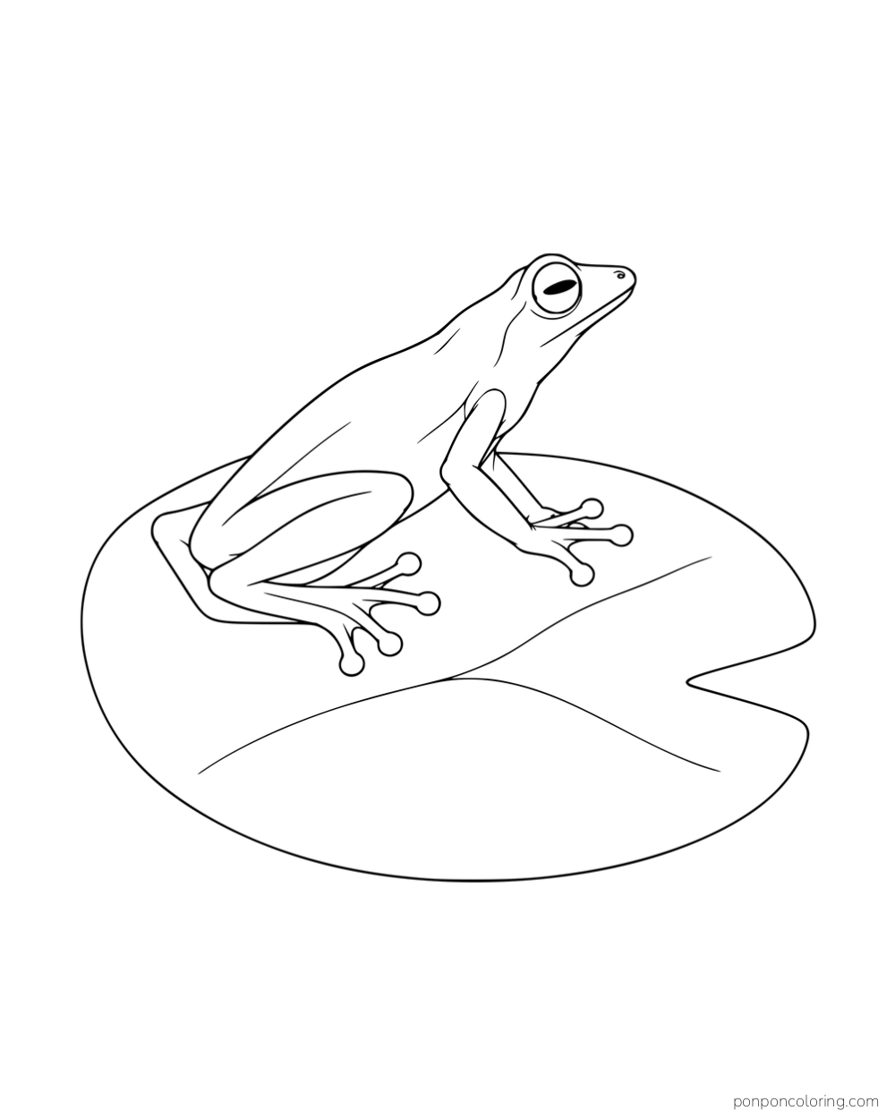 A slender frog resting on a large plain lily pad.