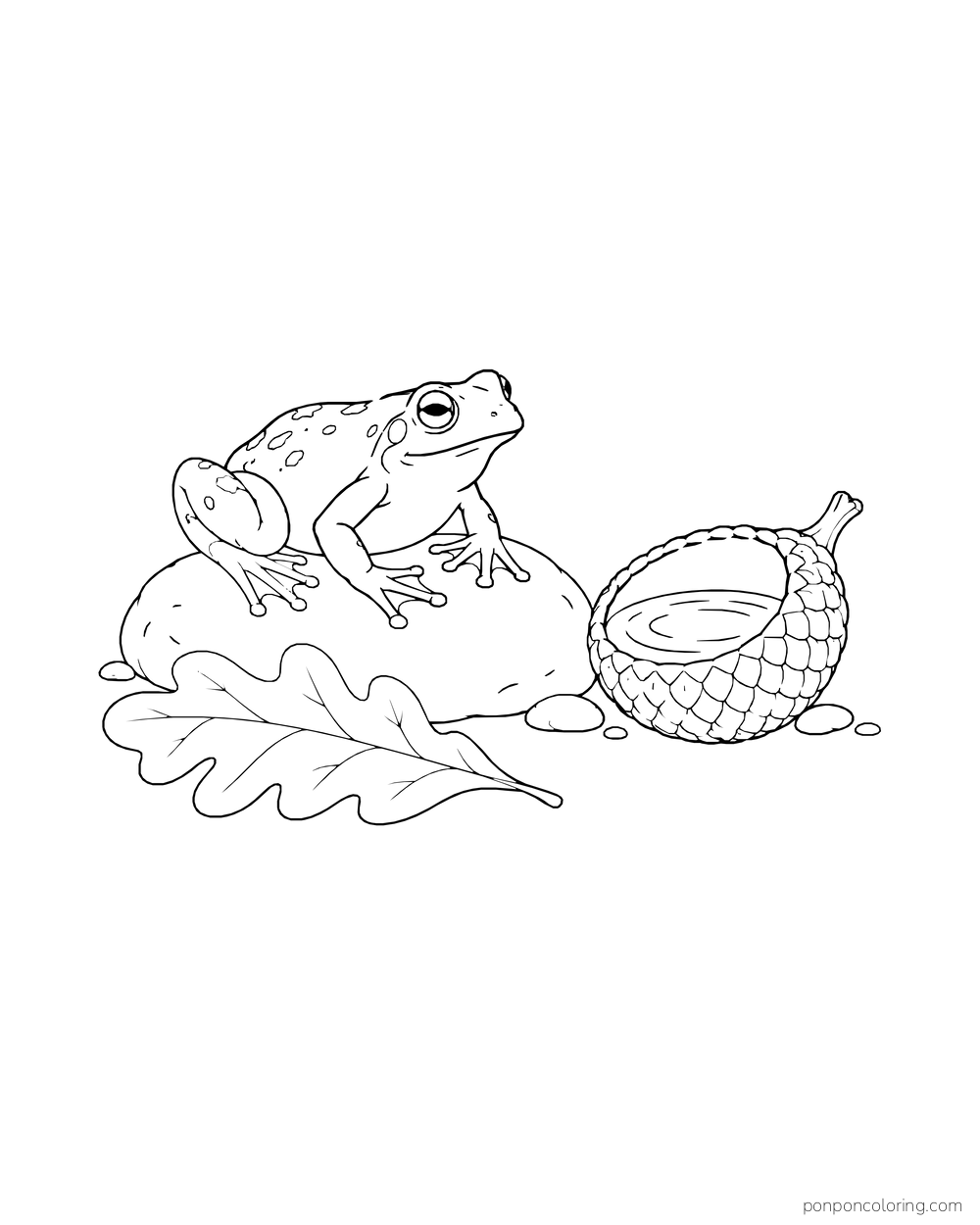 A frog sits on a stone beside a water-filled acorn cap and a fallen oak leaf.