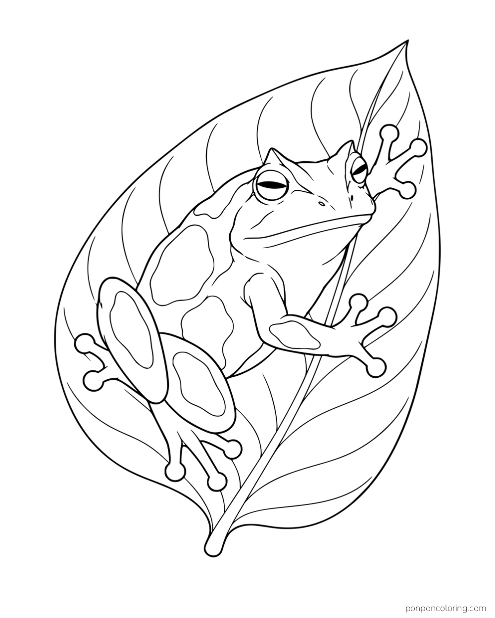 A broad patterned frog with rounded toe pads climbing a large upright leaf.