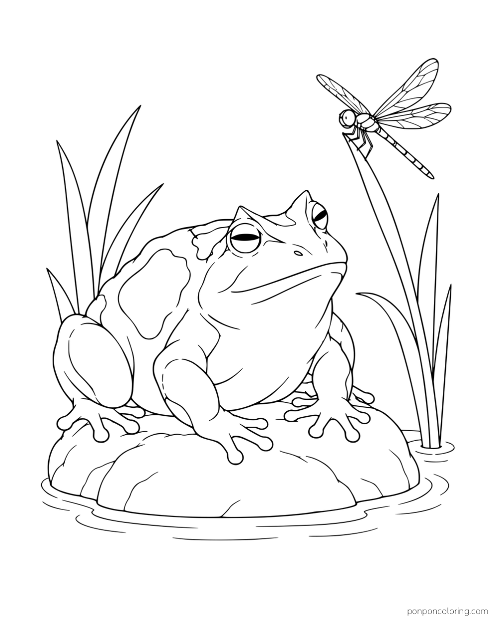 A broad frog on a pondside rock looking toward a dragonfly on a reed.