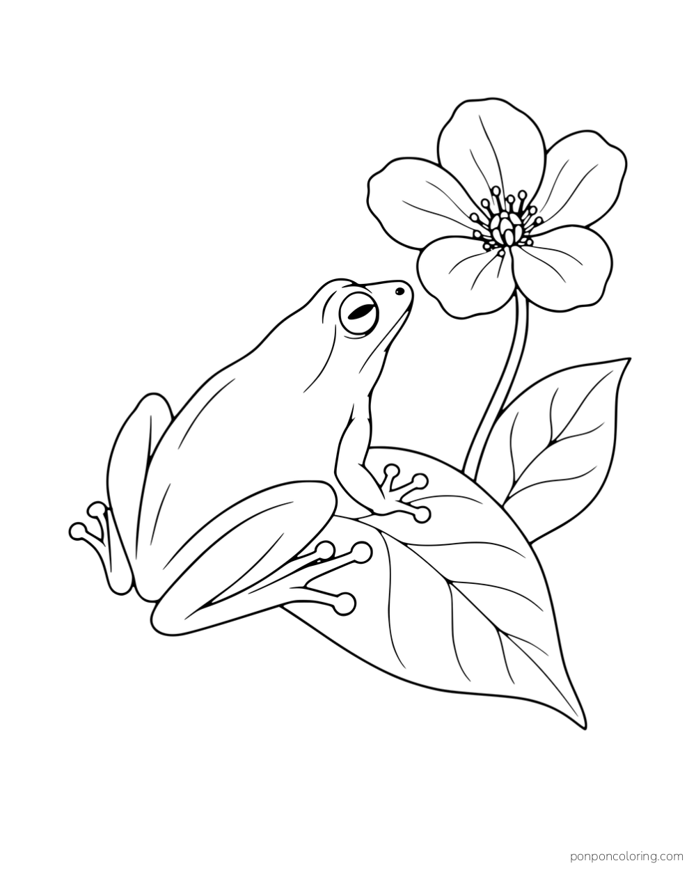 A slender frog resting on a broad leaf beside a flower.