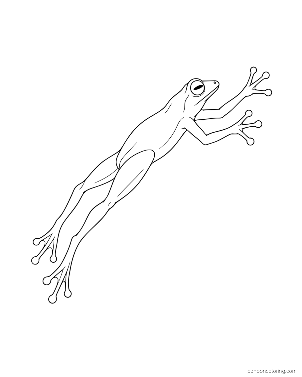 A slender frog leaping with long hind legs stretched behind it.