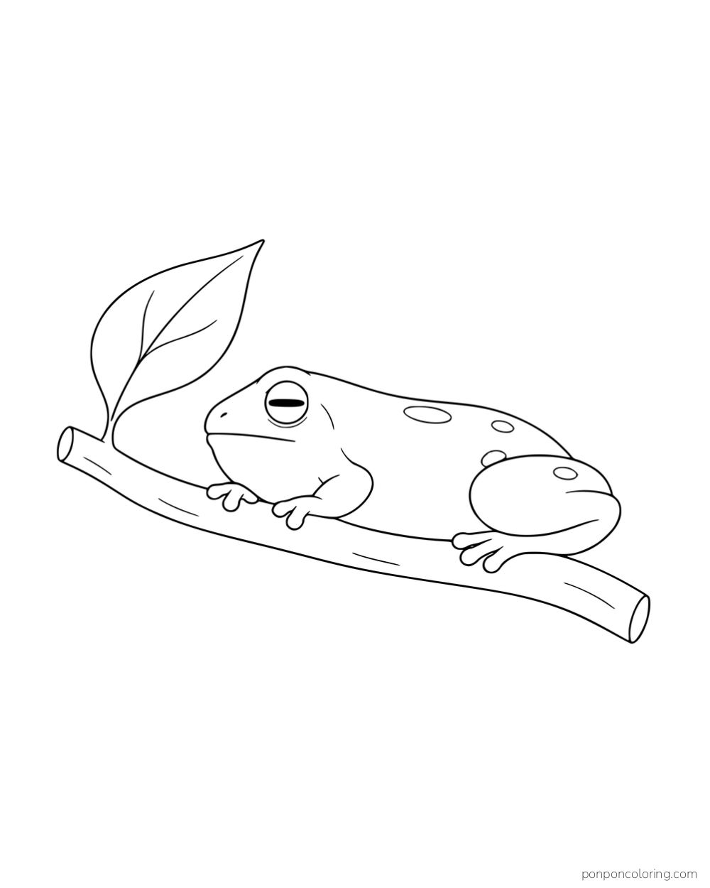 A squat spotted frog resting lengthwise on a short branch with one leaf.
