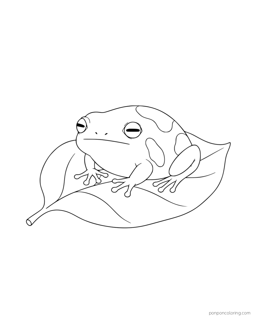 A compact frog with large outlined back patches resting on a fallen leaf.