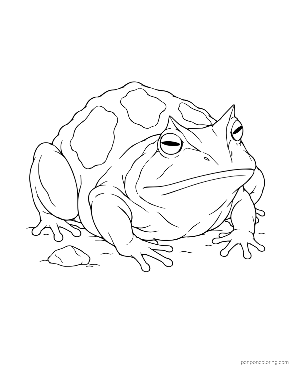 A broad frog with pointed eyelid ridges and large outlined back patches beside a stone.