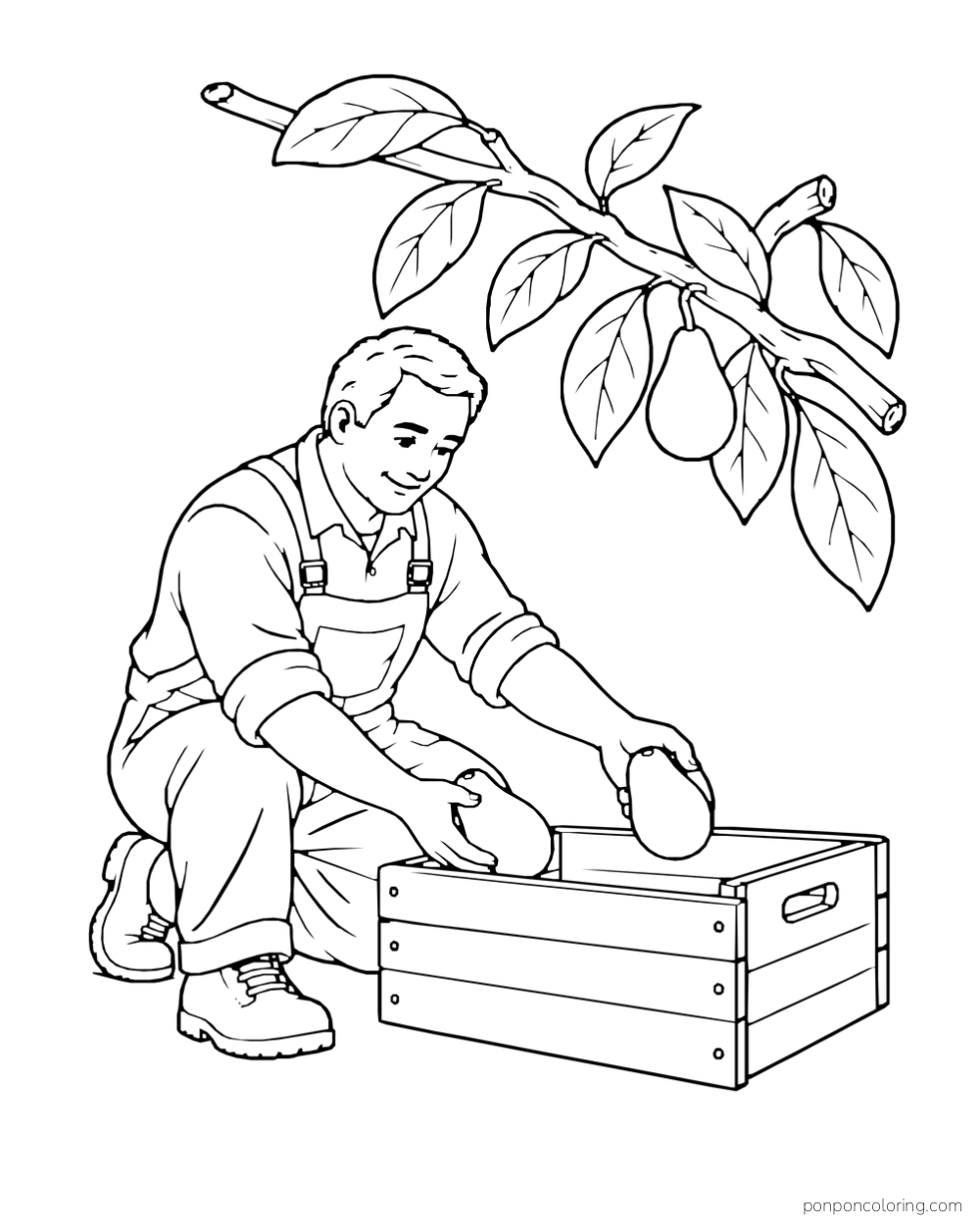 An orchard worker kneels to place whole avocados into a wooden crate.