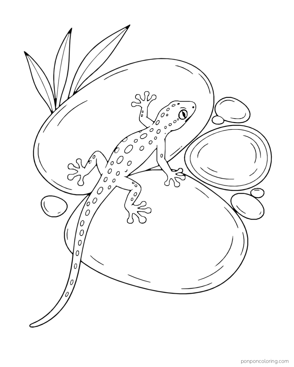 Seen from above, a spotted gecko walks across smooth stones beside a small oval puddle and reed leaves.