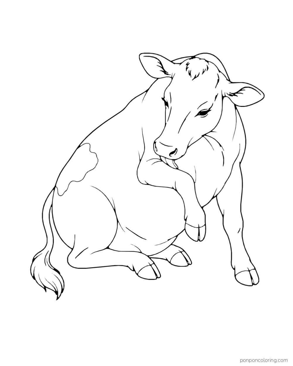 A seated hornless cow bends its head to lick a raised foreleg.