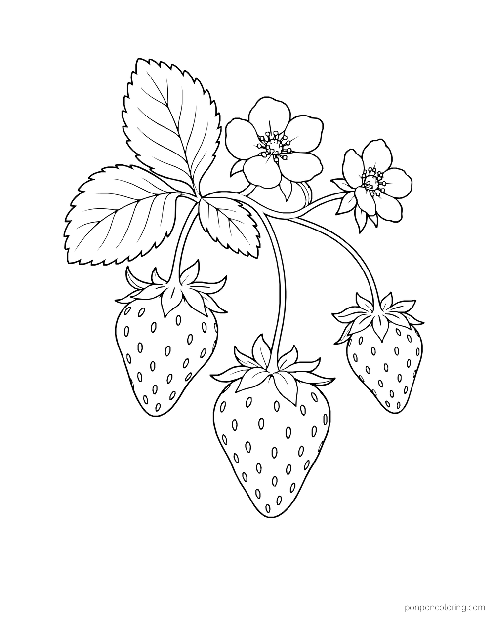 Three strawberries hang at different heights from a curved stem beneath toothed leaves and blossoms.