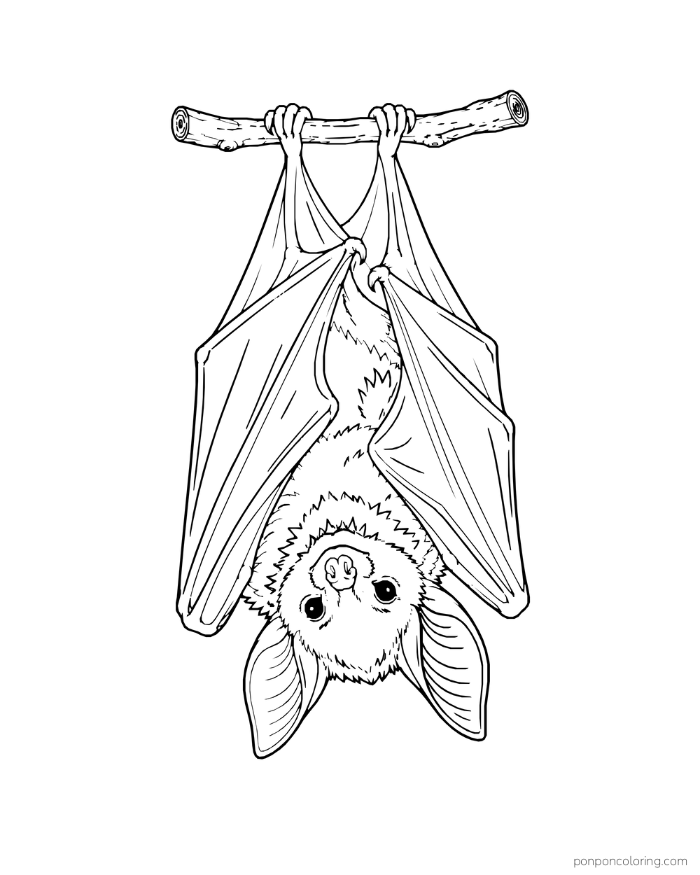 An upside-down bat hangs by curled feet from a short twig with its wings folded.