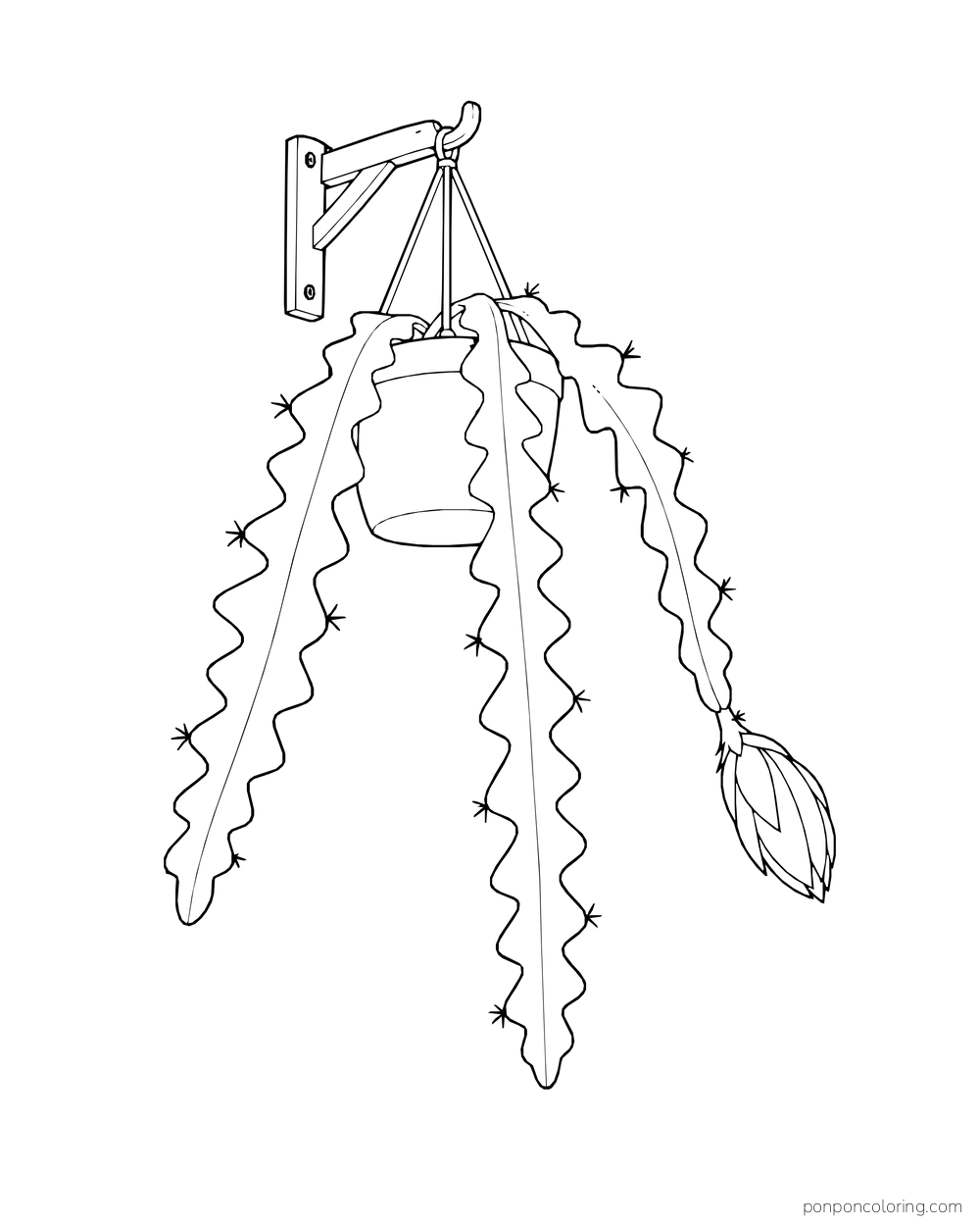 A fishbone cactus hangs from a wall bracket, with long zigzag stems and a closed bud.