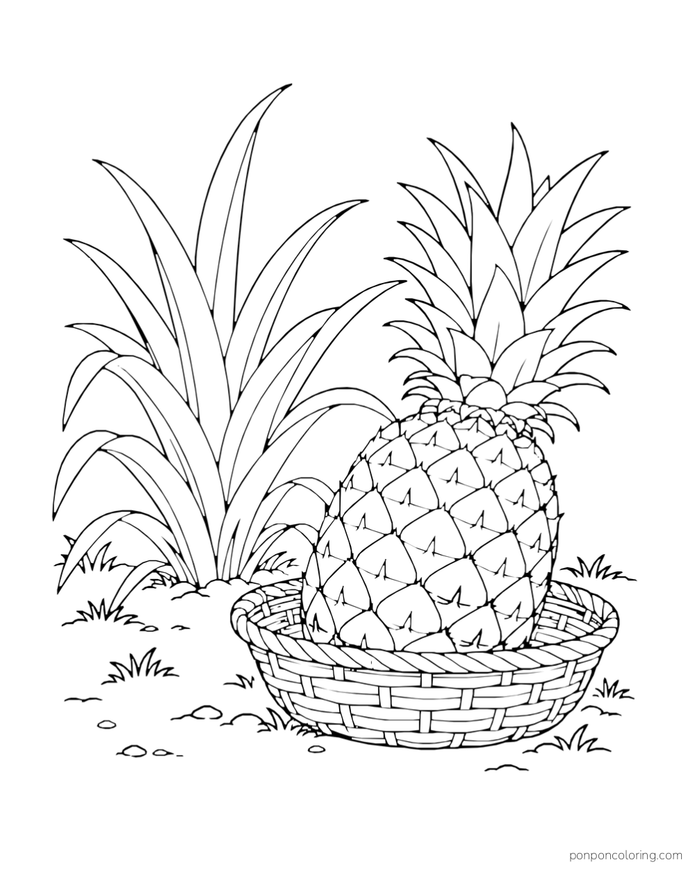 Whole pineapple resting in a low basket beside a leafy rosette in the garden.