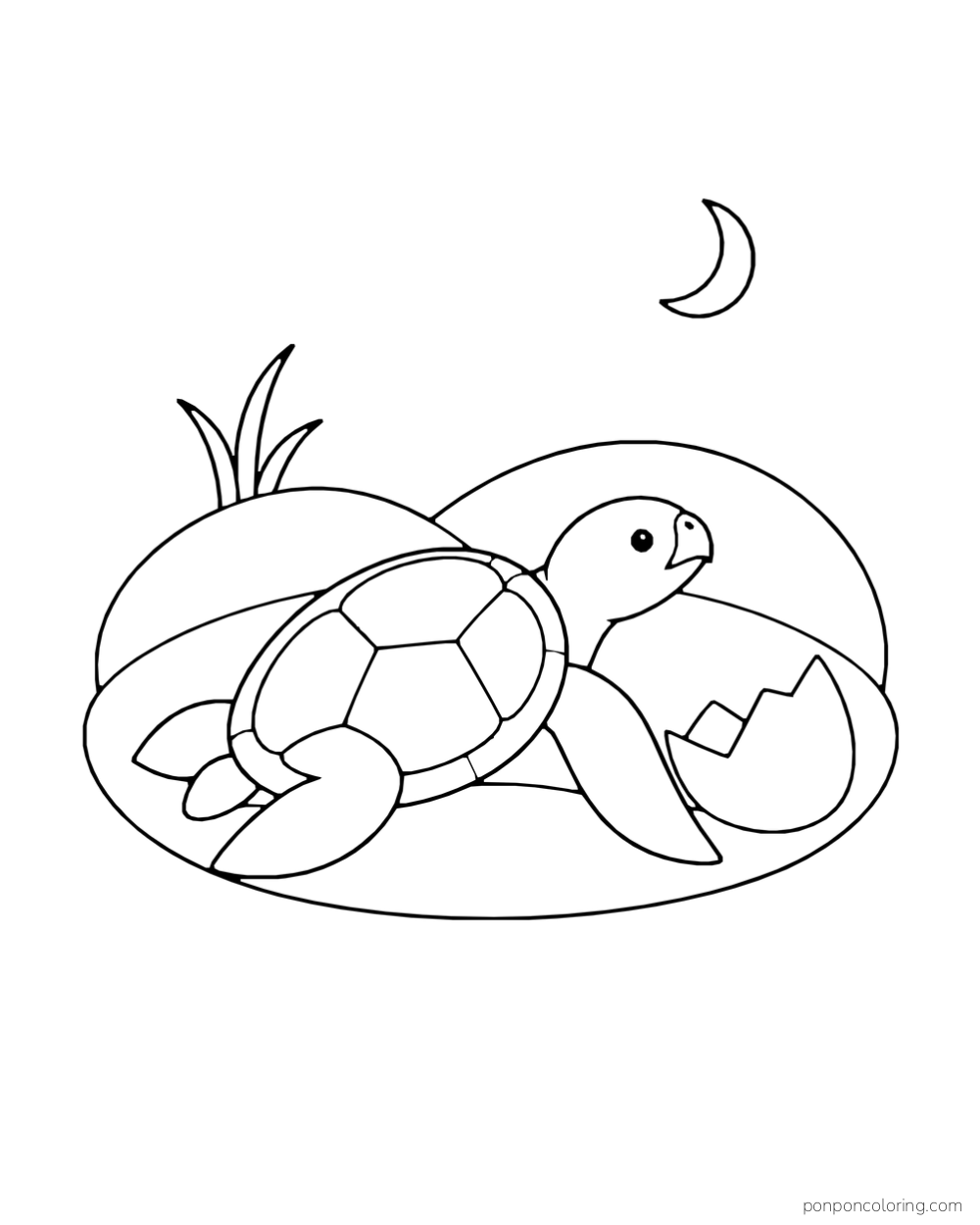 A small sea turtle moves beside a broken eggshell on an oval patch of sand.