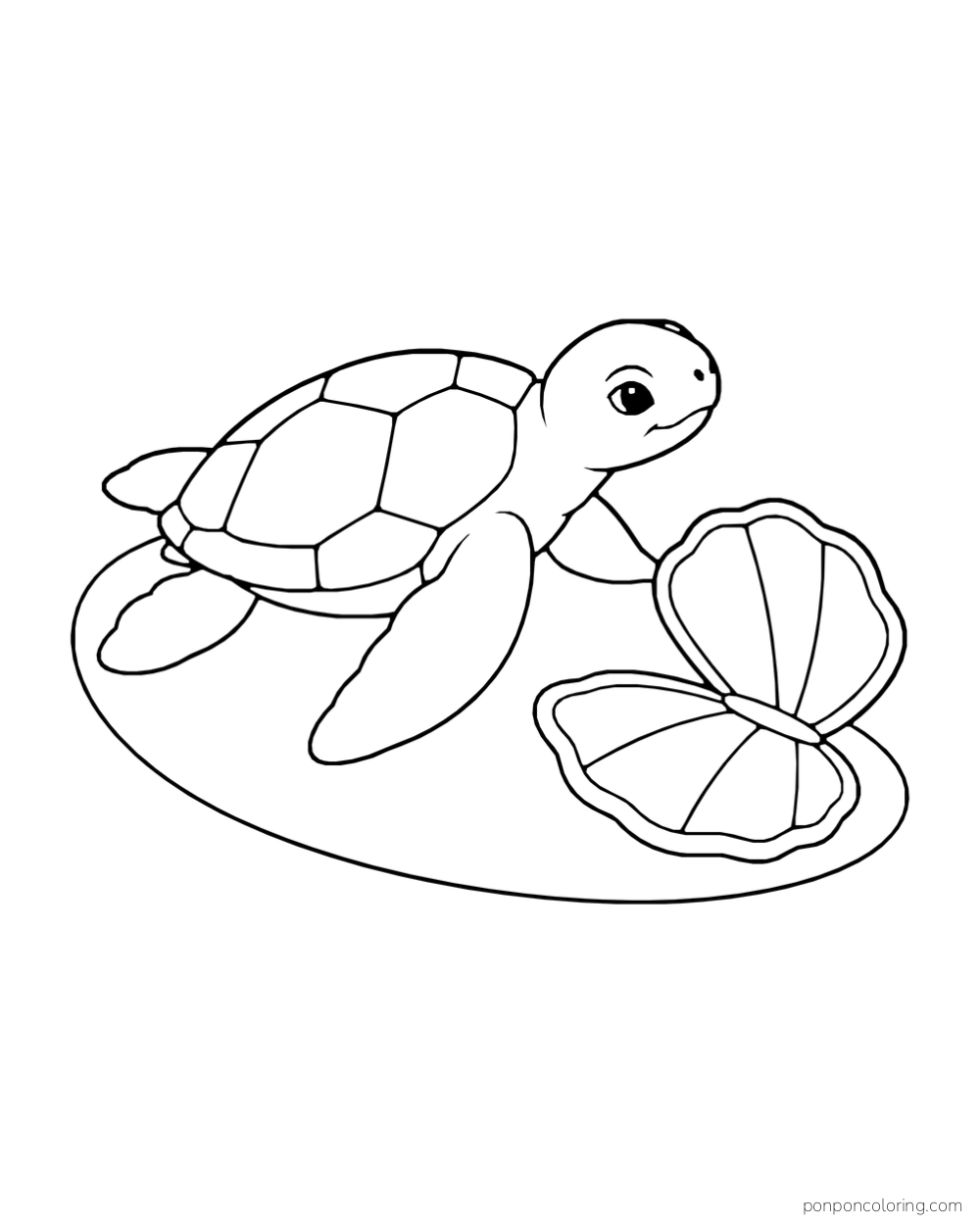 A young sea turtle crawls beside a broad open clam shell on a sand patch.