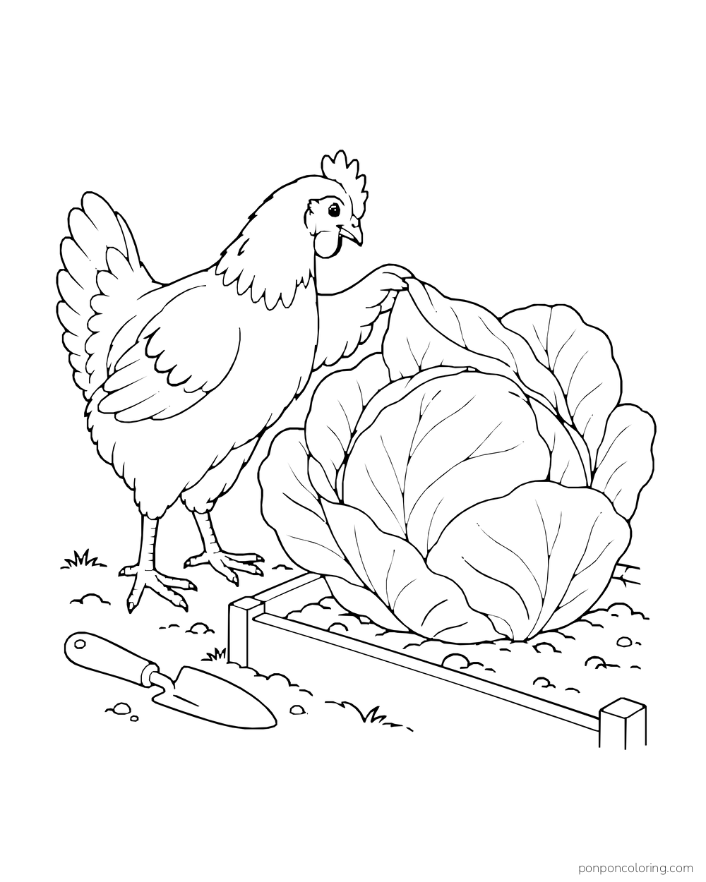 Hen lifting a large leaf of a cabbage in a raised garden bed
