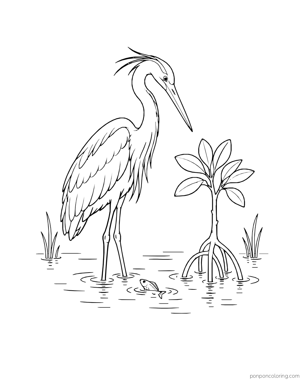 A heron watches a little fish beside a young mangrove in shallow water.