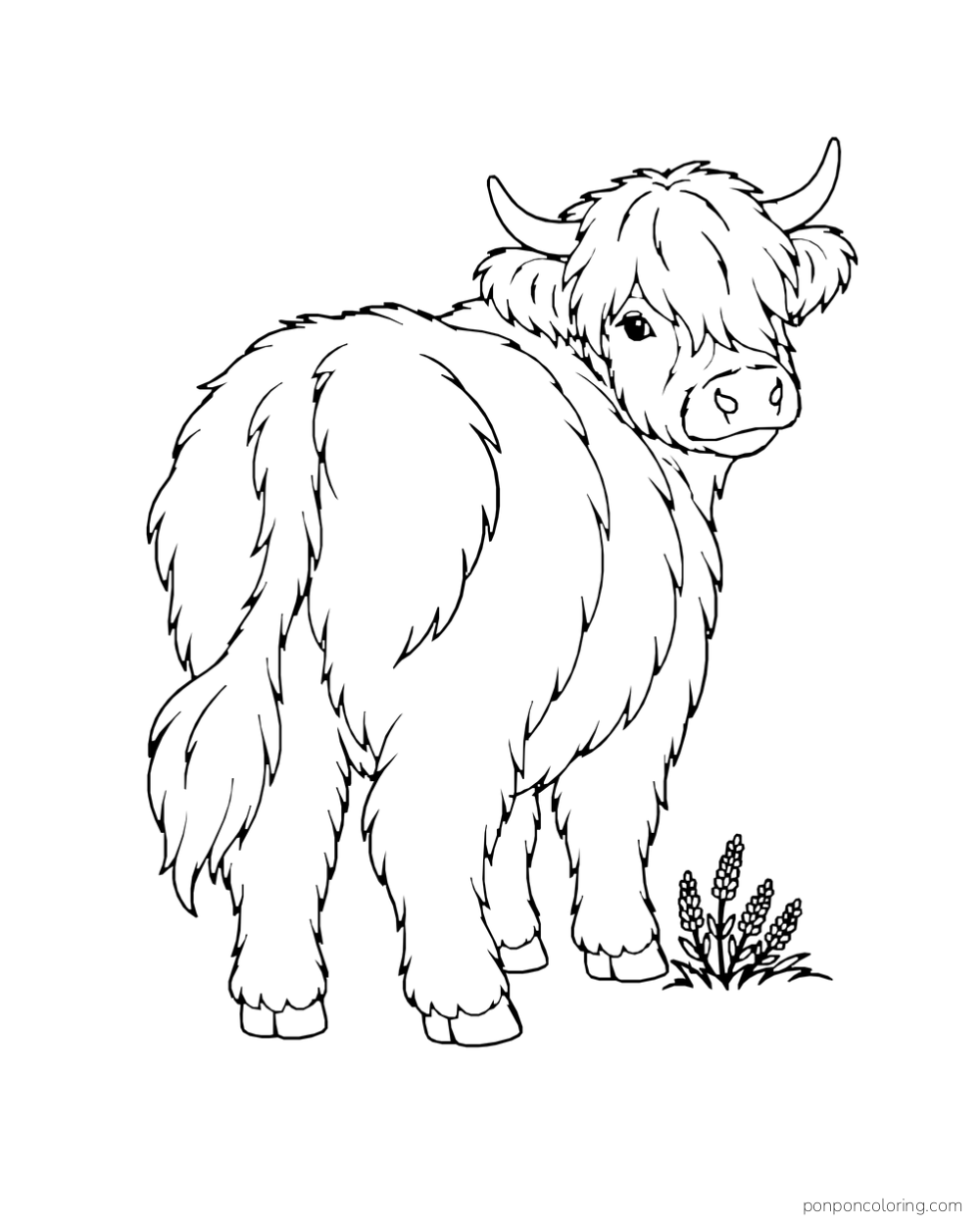 A shaggy Highland cow turns its head back toward the viewer.