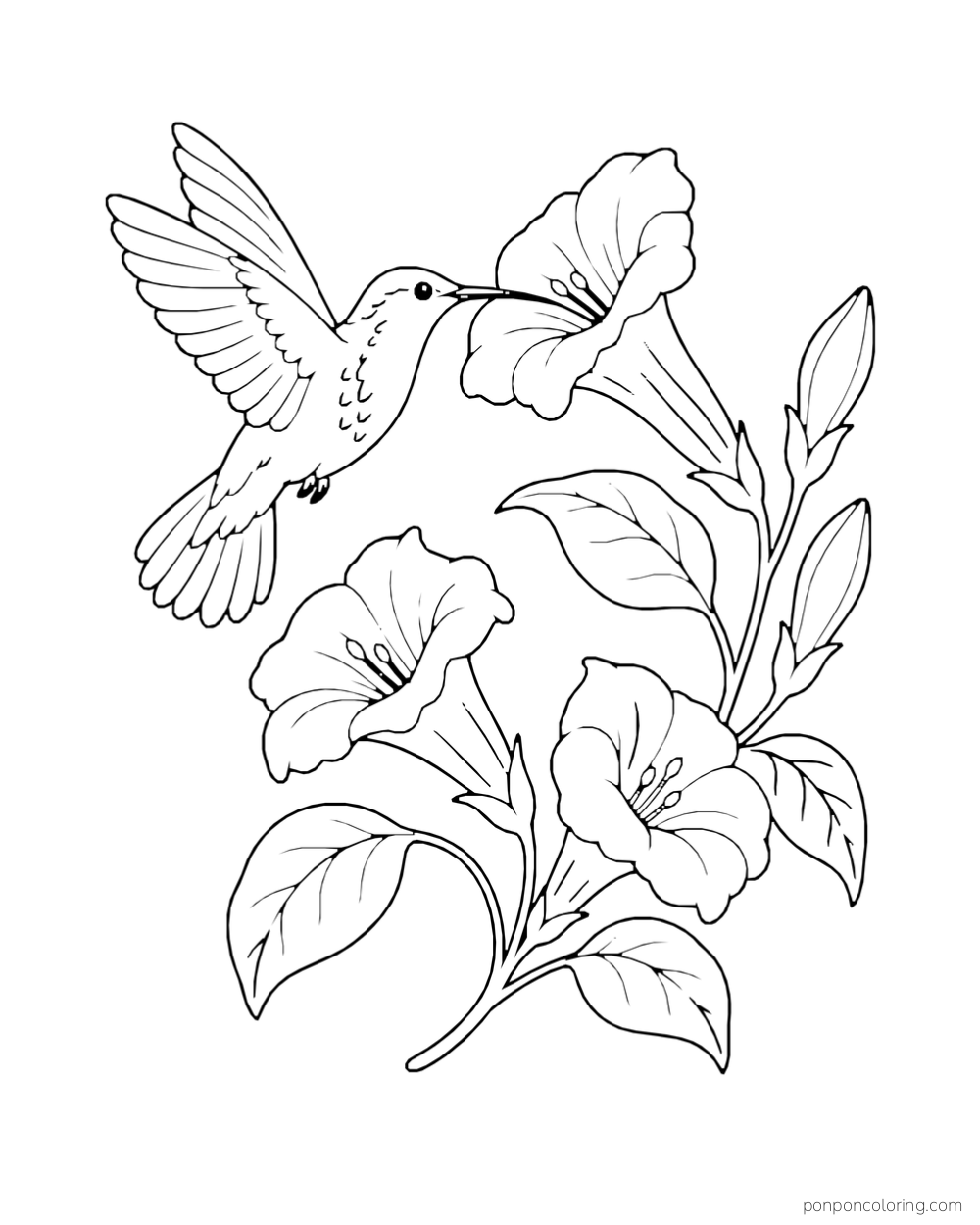 A hummingbird hovers beside three trumpet-shaped flowers and pointed leaves.