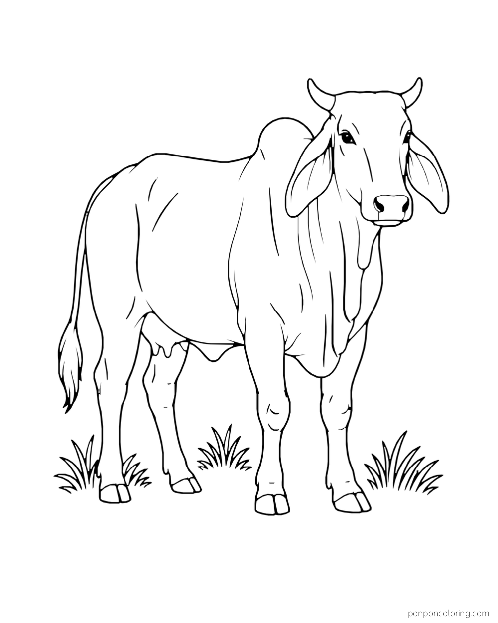 A long faced cow with a shoulder hump and drooping ears stands among grass clumps.