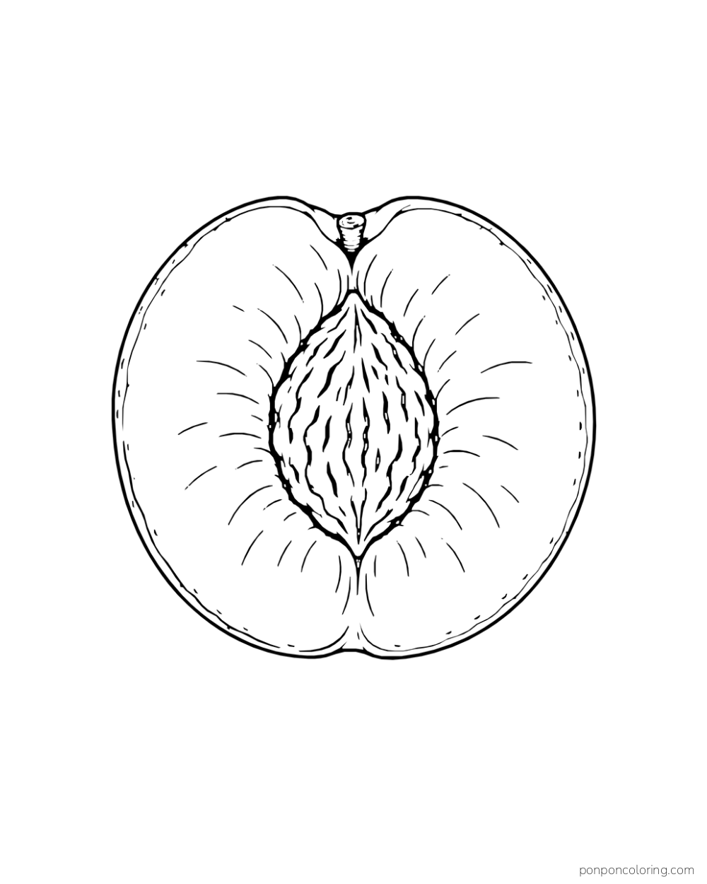 Large peach cross-section with skin, flesh, and a textured pit.