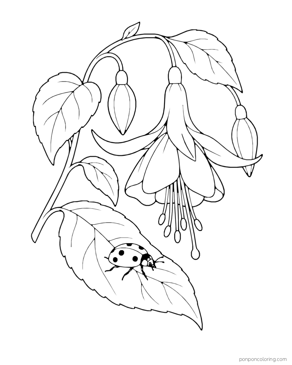 A ladybug rests on a broad leaf beneath a hanging fuchsia flower and buds.