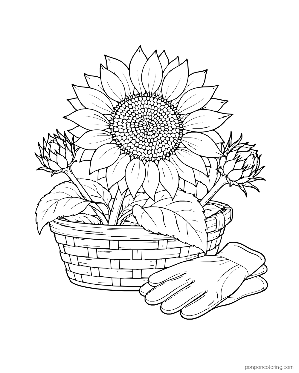A large sunflower and two buds in a shallow basket beside a garden glove.