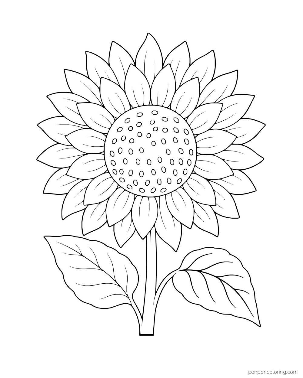 A sunflower with two rings of pointed petals and two leaves.