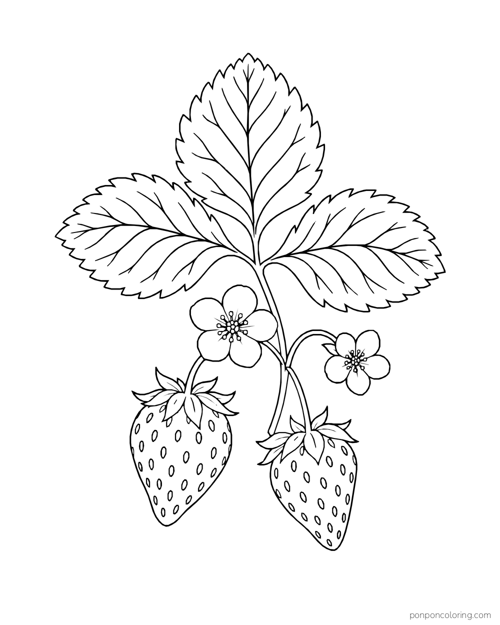 Two strawberries hang below a trio of large toothed leaves and two open blossoms.