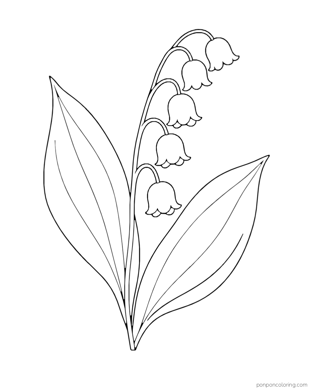 Five bell-shaped blossoms hang from a curved stem between two broad pointed leaves.