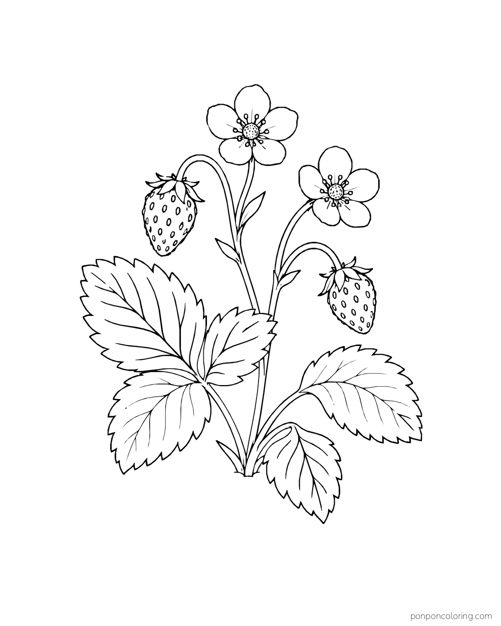 A low wild strawberry plant has two small berries, two blossoms and several broad leaves.