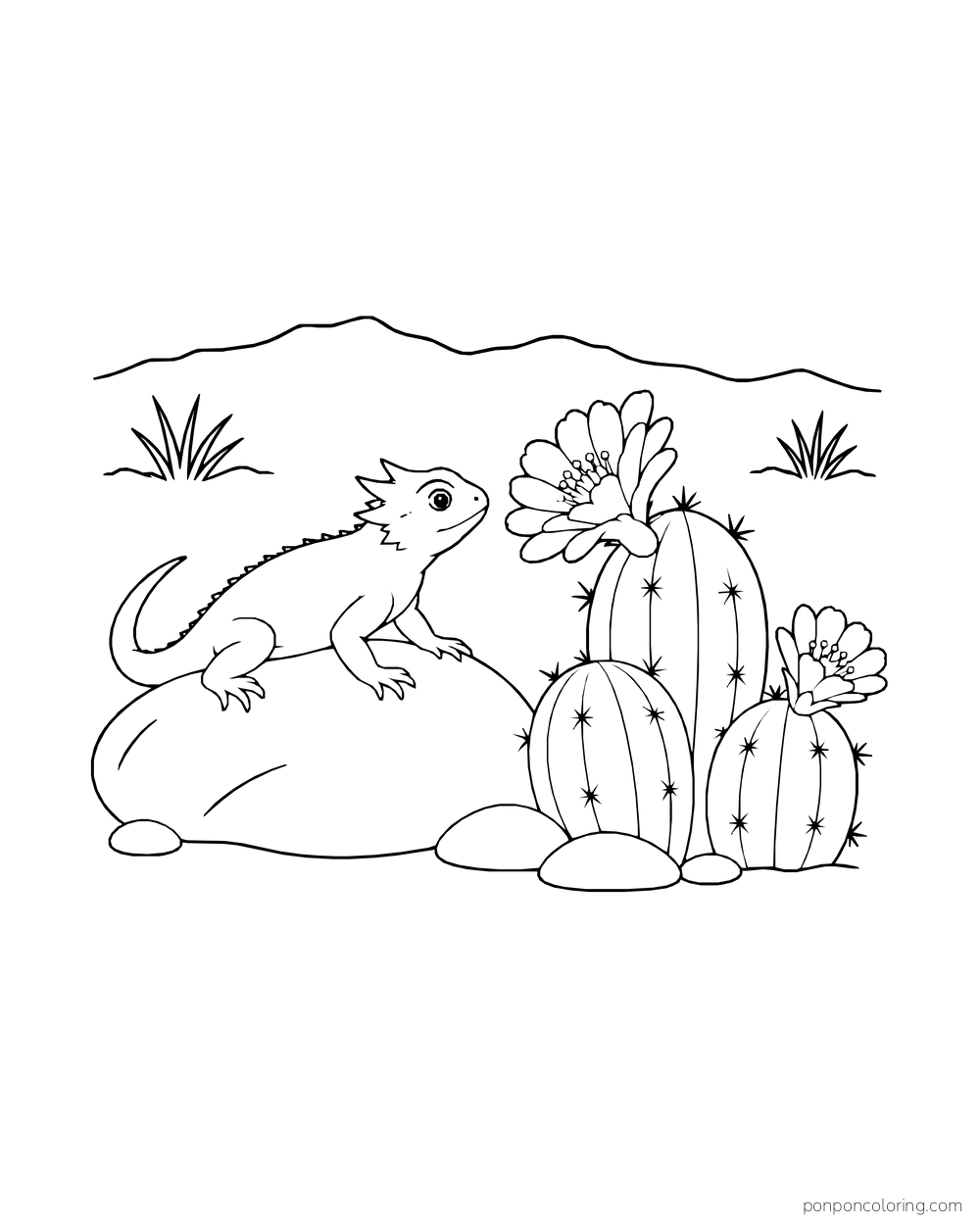 A lizard rests on a smooth rock beside a group of short flowering cacti.
