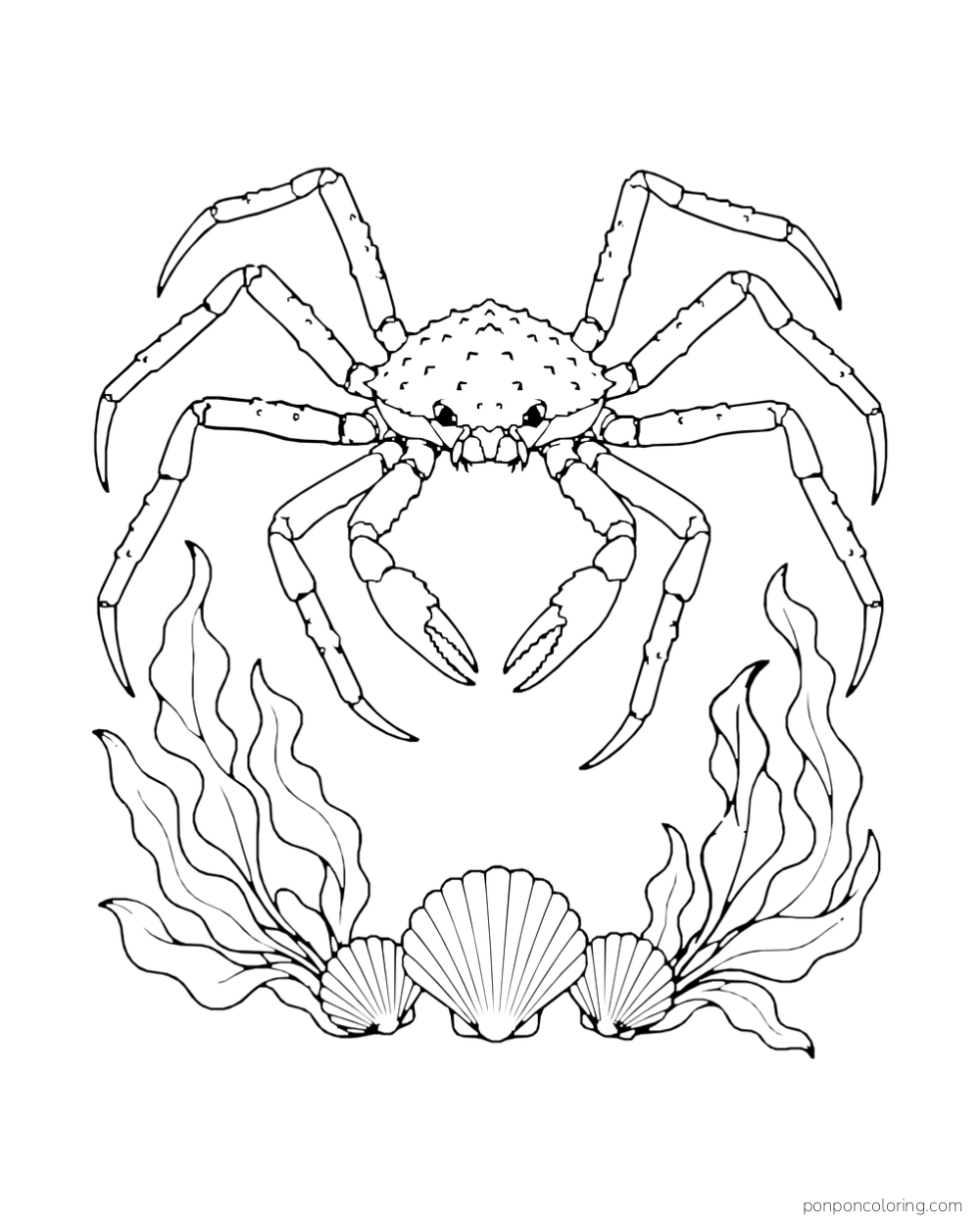 A long-legged crab stands above waving seaweed and three scallop shells.