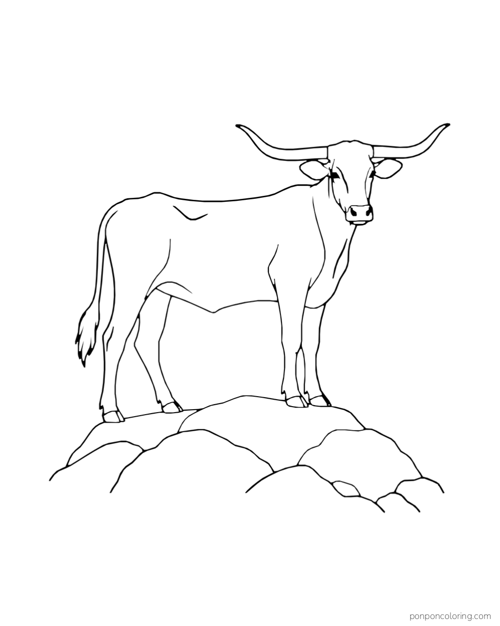 A slim longhorn cow stands on a rocky ridge.