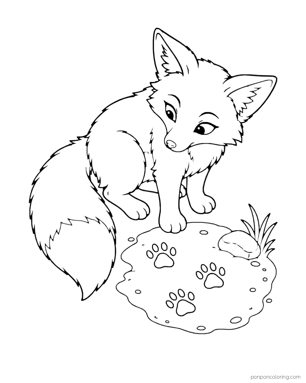 A fox looks back at three paw prints in a small muddy patch.