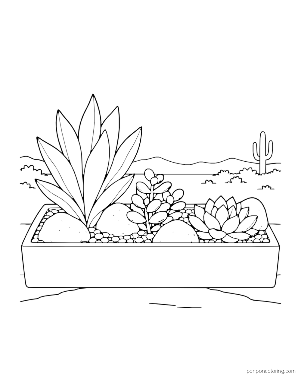 Rectangular planter with upright fleshy leaves, oval leaves and a low rosette against a light horizon.